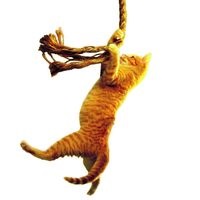 Save The Cat!